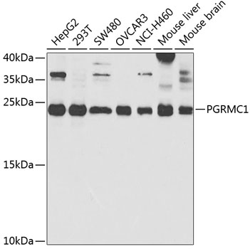 Anti-PGRMC1 Antibody
