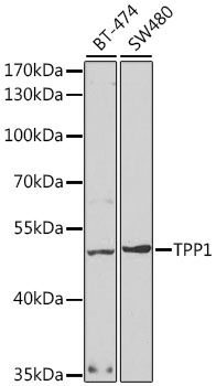 Anti-TPP1 Antibody