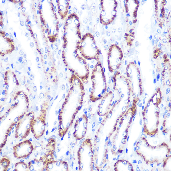 Anti-Smad4 Antibody