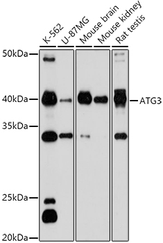 Anti-ATG3 Antibody