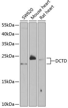 Anti-DCTD Antibody