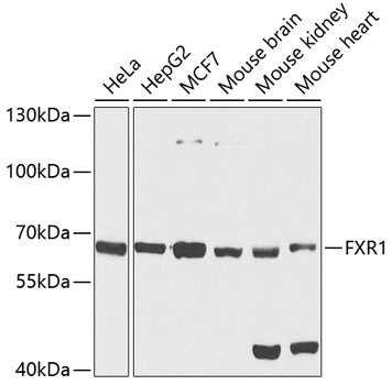 Anti-FXR1 Antibody