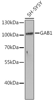 Anti-GAB1 Antibody
