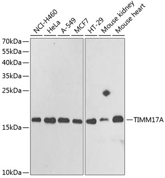 Anti-TIMM17A / TIM17 Antibody
