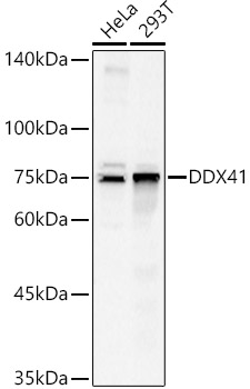 Anti-DDX41 Antibody - Identical to Abcam (ab210809)