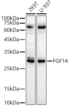 Anti-FGF14 Antibody