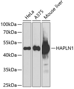 Anti-HAPLN1 Antibody