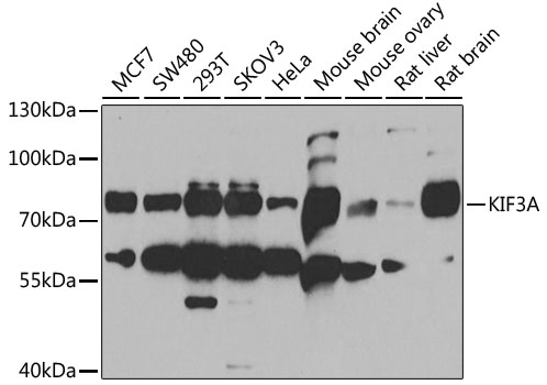 Anti-KIF3A Antibody