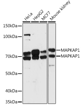 Anti-SIN1 Antibody