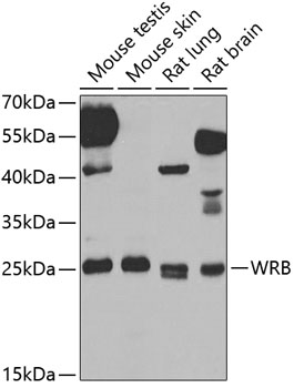 Anti-Tryptophan rich protein Antibody