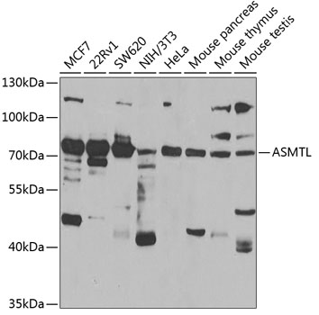 Anti-ASMTL Antibody