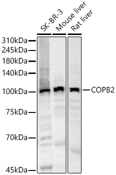 Anti-COPB2 Antibody