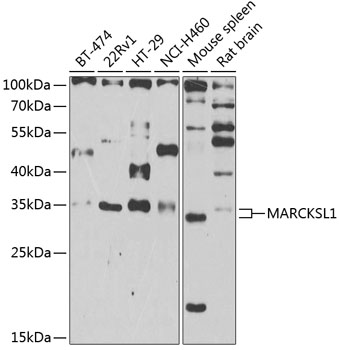 Anti-MARCKS like protein Antibody