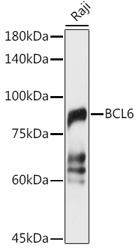 Anti-Bcl6 Antibody