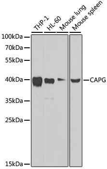 Anti-Actin Regulatory Protein CAPG / MCP Antibody