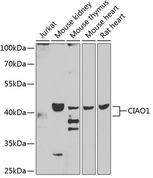 Anti-CIAO1 Antibody
