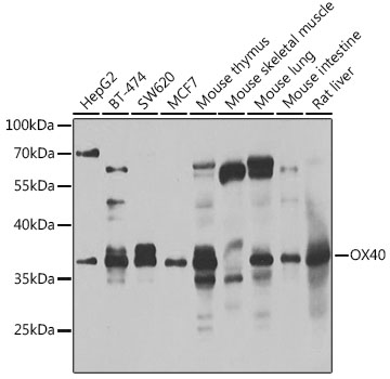 Anti-CD134 / OX40L receptor Antibody