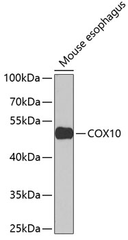 Anti-COX10 Antibody