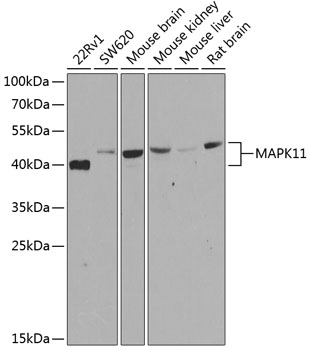 Anti-p38 beta / MAPK11 Antibody