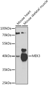 Anti-MEK3 Antibody