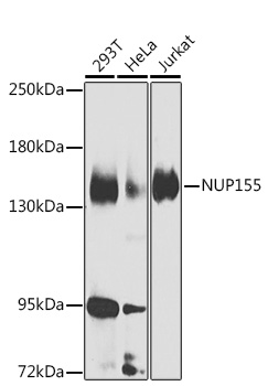 Anti-NUP155 Antibody