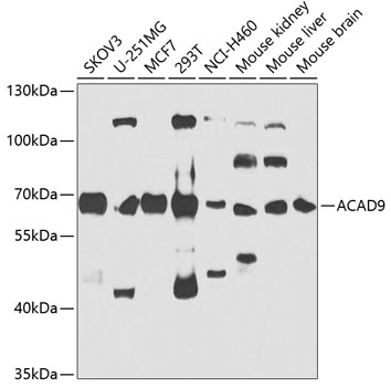 Anti-ACAD9 Antibody