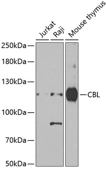 Anti-CBL Antibody