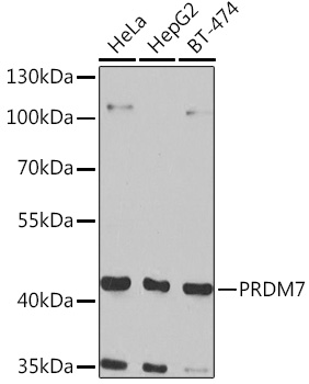 Anti-PRDM7 Antibody