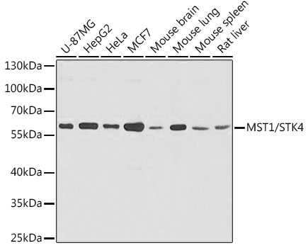 Anti-Serine / threonine-protein kinase 4 / MST-1 Antibody