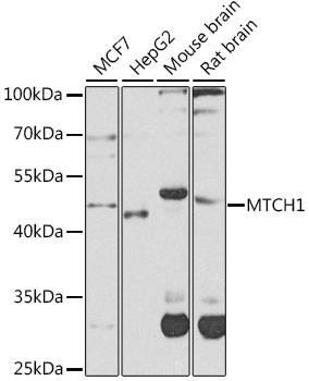 Anti-MTCH1 / PSAP Antibody