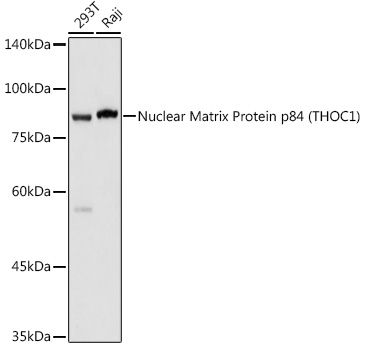 Anti-Nuclear Matrix Protein p84 Antibody