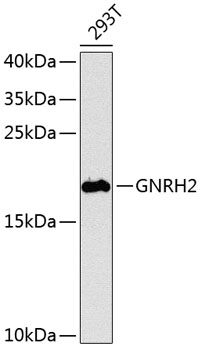 Anti-GNRH2 Antibody