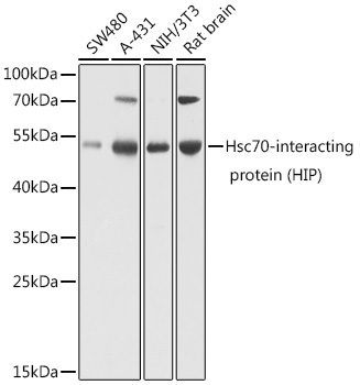 Anti-HSC70 Interacting Protein HIP Antibody