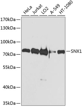 Anti-SNX1 Antibody