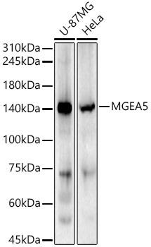 Anti-MGEA5 / OGA Antibody
