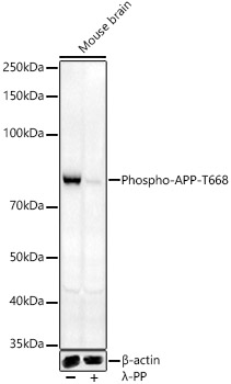 Anti-Amyloid Precursor Protein (phospho Thr668) Antibody