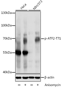 Anti-ATF2 (phospho Thr71) Antibody