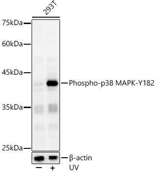 Anti-p38 alpha / MAPK14 (phospho Tyr182) Antibody