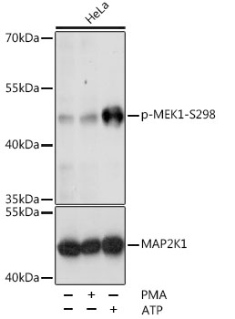 Anti-MEK1 (phospho Ser298) Antibody