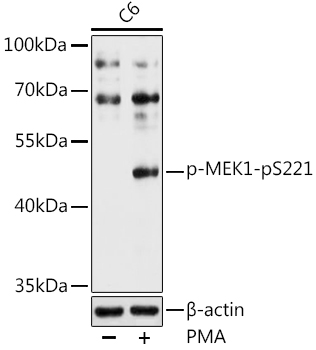 Anti-MEK1 (phospho Ser221) Antibody