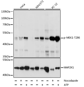 Anti-MEK1 (phospho Thr286) Antibody