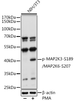 Anti-MEK3 (phospho Ser189) + MKK6 (phospho Ser207) Antibody