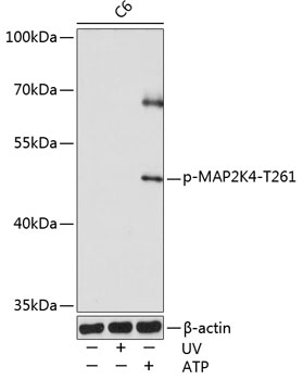 Anti-MEK4 / MKK4 (phospho Thr261) Antibody