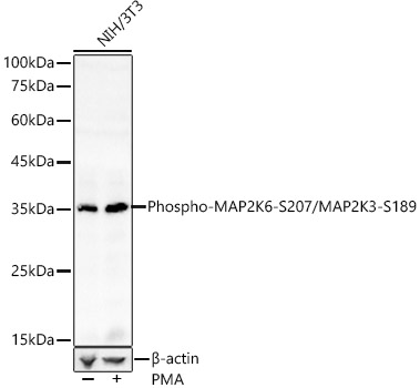 Anti-MEK3 (phospho Ser189) + MKK6 (phospho Ser207) Antibody