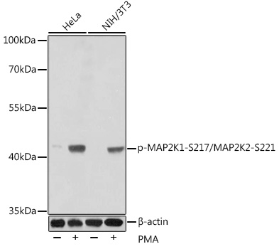 Anti-MEK1 (phospho Ser217) + MEK2 (phospho Ser221) Antibody