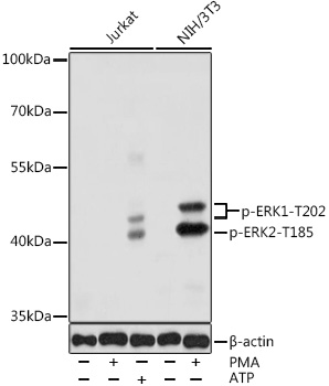 Anti-ERK1 (phospho Thr202) + ERK2 (phospho Thr185) Antibody - Identical to Abcam (ab194776)