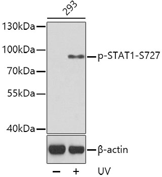 Anti-STAT1 (phospho Ser727) Antibody