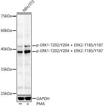 Anti-ERK1 (phospho Thr202 + Tyr204) + ERK2 (phospho Thr185 + Tyr187) Antibody