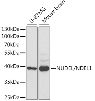 Anti-NDEL1 Antibody
