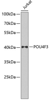 Anti-POU4F3 Antibody